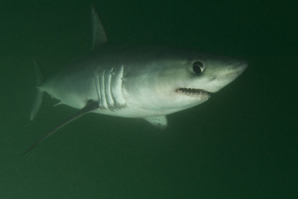 A new Shark Picture every day (Unless I'm at sea, climbing a mountain ...